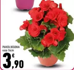 Pianta Begonia