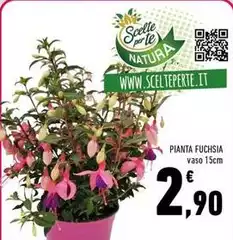 Pianta