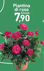 Piantina Di Rose