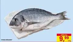 Orata Allevata Orata Allevata