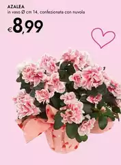 Azalea Azalea