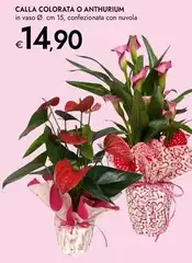 Calla Colorata O Anthurium Calla Colorata O Anthurium