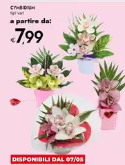 Cymbidium Cymbidium