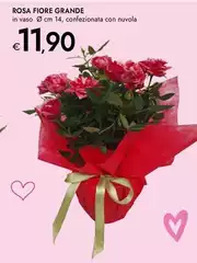Rosa Fiore Grande Rosa Fiore Grande