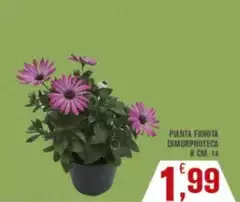 Pianta Fiorita Dimorphotoca