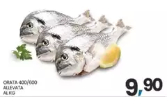 Orata 400/600 Allevata Orata 400/600 Allevata