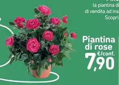 Piantina Di Rose Piantina Di Rose