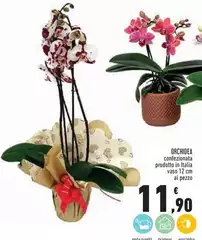 Orchidea - Orchidea -
