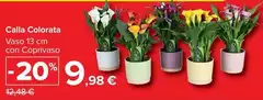 Calla Colorata Calla Colorata