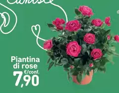 Piantina Di Rose Piantina Di Rose