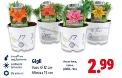 Gigli