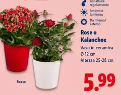 Rose O Kalanchoe