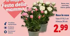 Rose In Vaso