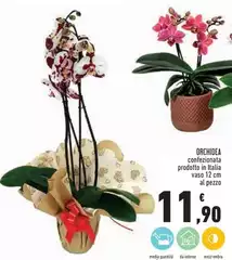 Orchidea - Orchidea -