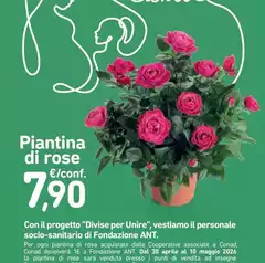 Conad - Piantino Di Rose