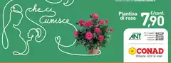 Conad - Piattina Di Rose