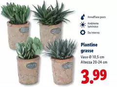 Piantine Grasse