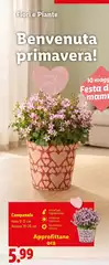 Campanula