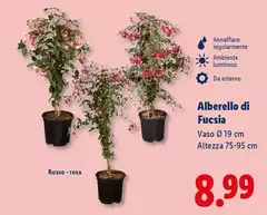 Alberello Di Fucsia Alberello Di Fucsia
