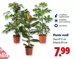 Piante Verdi