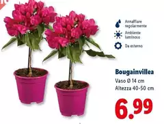 Bougainvillea