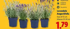 Lavandula Angustifolia