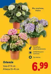 Ortensie