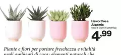 Haworthie E Aloe Mix Haworthie E Aloe Mix