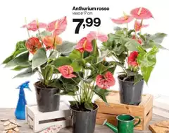 Anthurium Rosso Anthurium Rosso