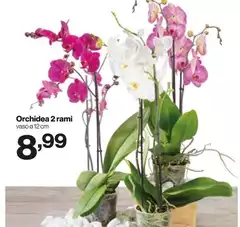 Orchidea - 2 Rami Orchidea - 2 Rami