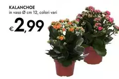 Kalanchoe Kalanchoe