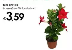 Dipladenia Dipladenia