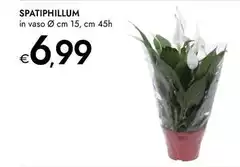 Spatiphillum Spatiphillum