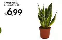 Sanseveria Sanseveria