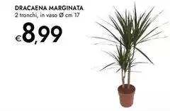 Dracaena Marginata Dracaena Marginata