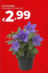 Platycodon Platycodon