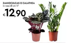 Zamioculcas O Calabatea Zamioculcas O Calabatea