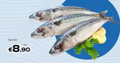 Sgombri Sgombri