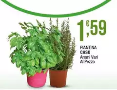 Piantia Caso Piantia Caso
