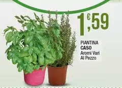 Piatina Piatina