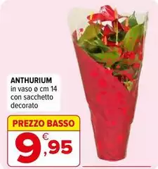Basso - Anthurium