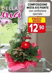 Basso - Composizione Mista 4/5 Piante