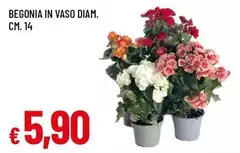 Begonia In Vaso Diam.