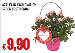 Onda - Azalea In Vaso Diam. Cm. 13 Con Cesto
