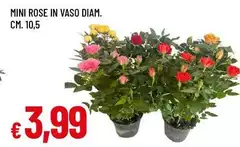 Mini Rose In Vaso