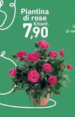 Piantina Di Rose