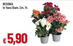 Begonia In Vaso Begonia In Vaso