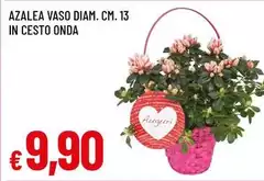 Azalea Vaso Azalea Vaso