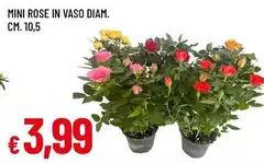 Mini Rose In Vaso Mini Rose In Vaso