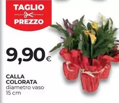 Colla Colorata Colla Colorata